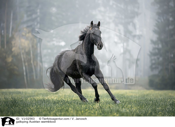 galoppierendes sterreichisches Warmblut / galloping Austrian warmblood / VJ-02563