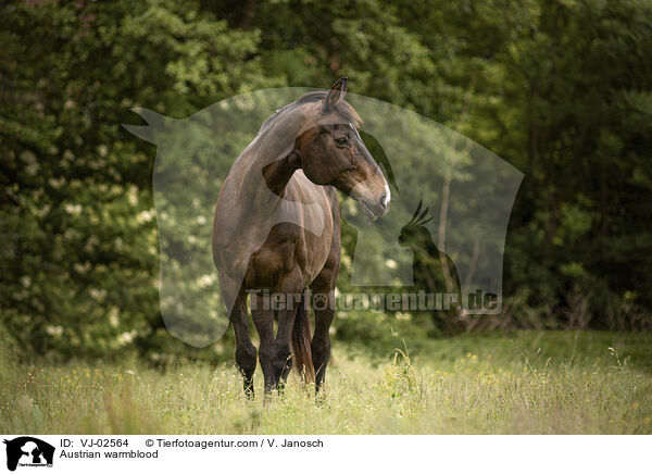 Austrian warmblood / VJ-02564