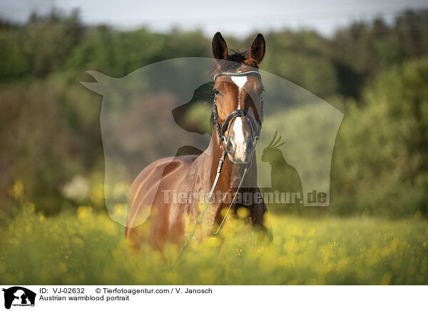 sterreichisches Warmblut Portrait / Austrian warmblood portrait / VJ-02632