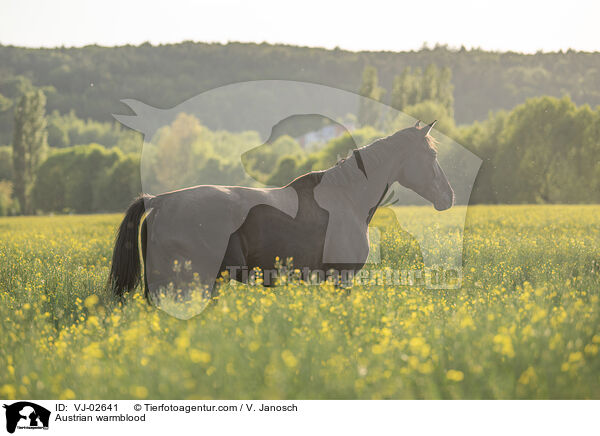 sterreichisches Warmblut / Austrian warmblood / VJ-02641