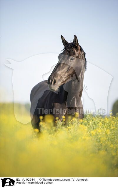 sterreichisches Warmblut Portrait / Austrian warmblood portrait / VJ-02644