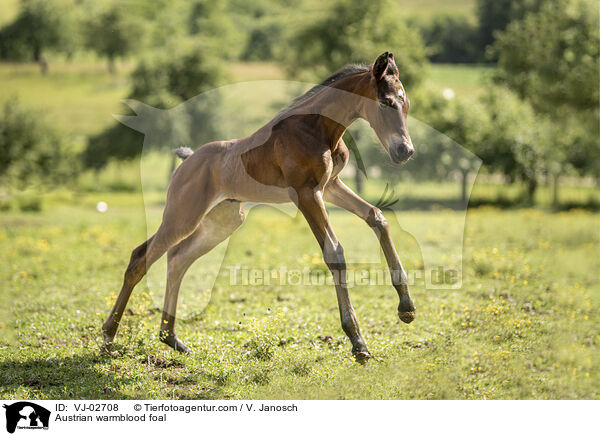 Austrian warmblood foal / VJ-02708