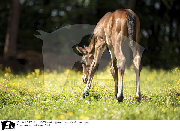 Austrian warmblood foal / VJ-02711