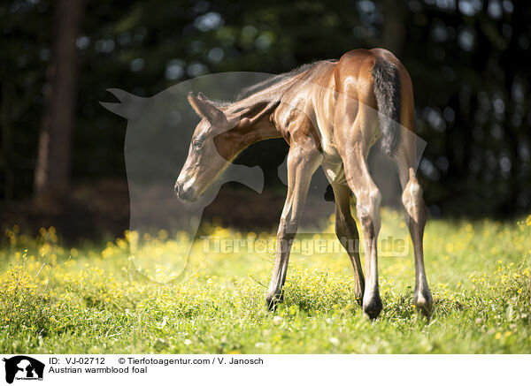 Austrian warmblood foal / VJ-02712