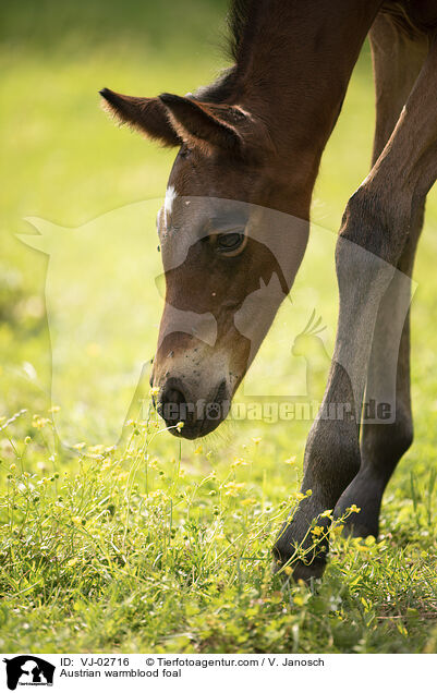 Austrian warmblood foal / VJ-02716