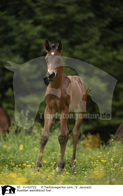 sterreichisches Warmblut Fohlen / Austrian warmblood foal / VJ-02722