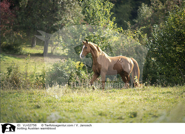 trotting Austrian warmblood / VJ-02756