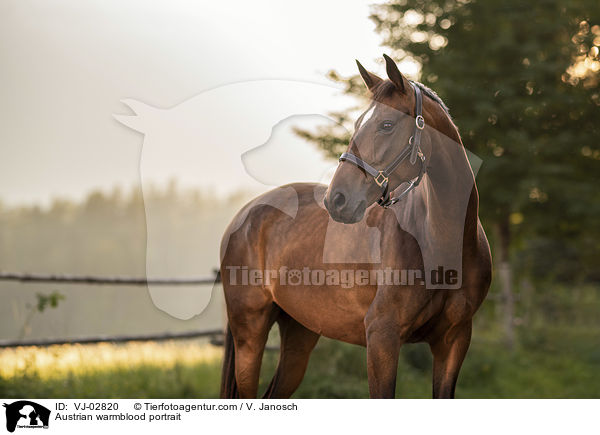 Austrian warmblood portrait / VJ-02820