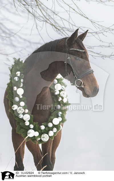 sterreichisches Warmblut Portrait / Austrian warmblood portrait / VJ-02924