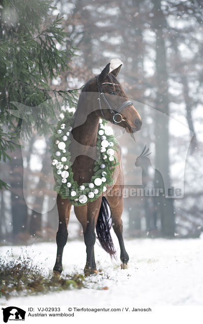 sterreichisches Warmblut / Austrian warmblood / VJ-02933