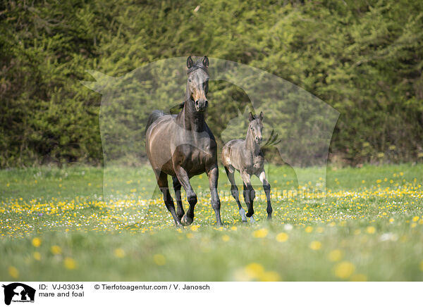 mare and foal / VJ-03034