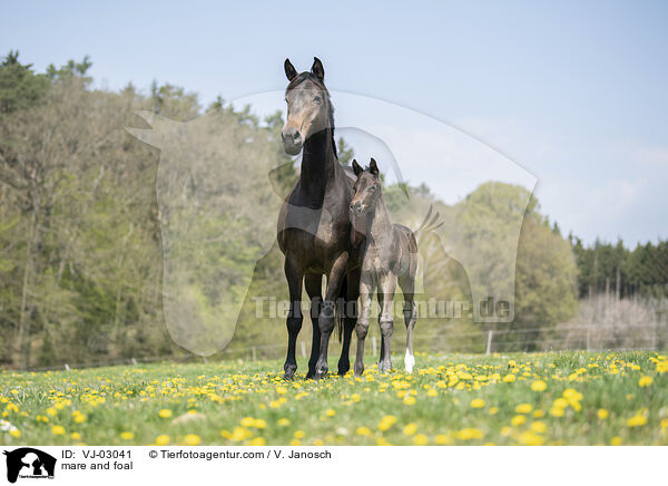 mare and foal / VJ-03041