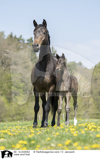 mare and foal / VJ-03042