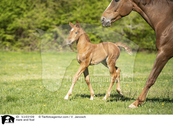 mare and foal / VJ-03109