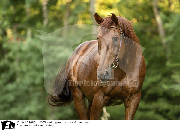 Austrian warmblood portrait / VJ-03689