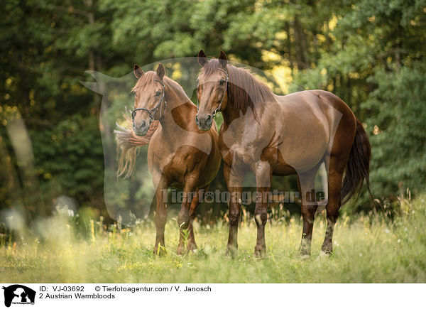 2 Austrian Warmbloods / VJ-03692