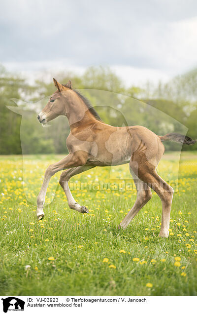 sterreichisches Warmblut Fohlen / Austrian warmblood foal / VJ-03923