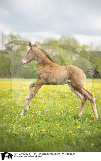Austrian warmblood foal / VJ-03924