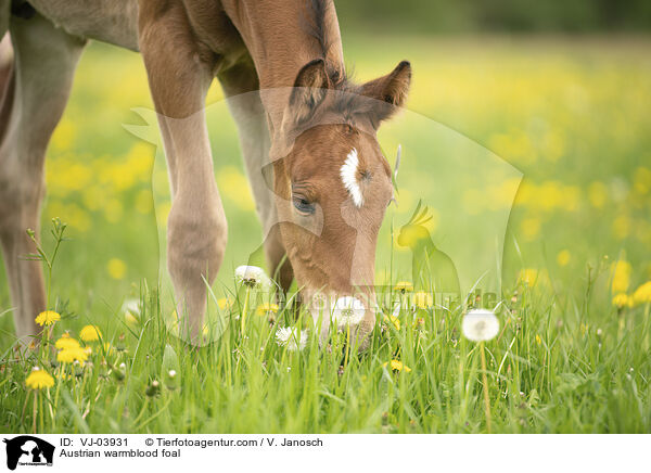 Austrian warmblood foal / VJ-03931
