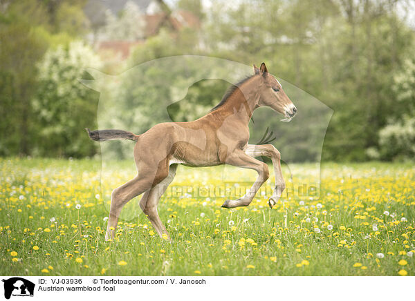 sterreichisches Warmblut Fohlen / Austrian warmblood foal / VJ-03936