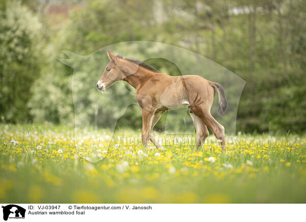 Austrian warmblood foal / VJ-03947