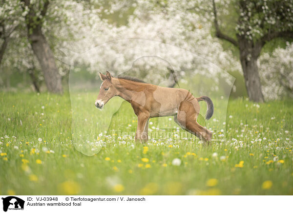 sterreichisches Warmblut Fohlen / Austrian warmblood foal / VJ-03948