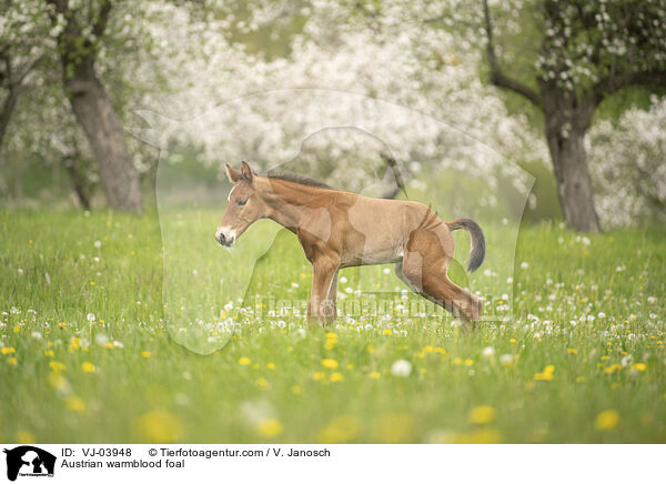 Austrian warmblood foal / VJ-03948