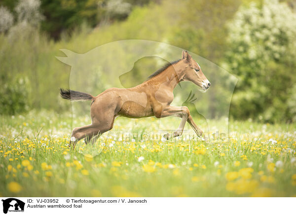 sterreichisches Warmblut Fohlen / Austrian warmblood foal / VJ-03952