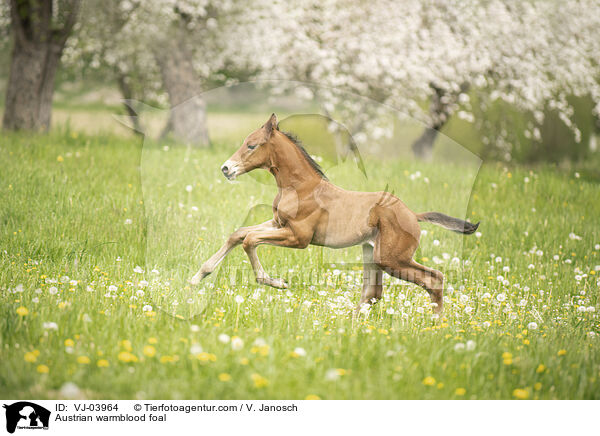 sterreichisches Warmblut Fohlen / Austrian warmblood foal / VJ-03964