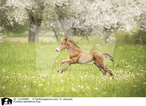 sterreichisches Warmblut Fohlen / Austrian warmblood foal / VJ-03965