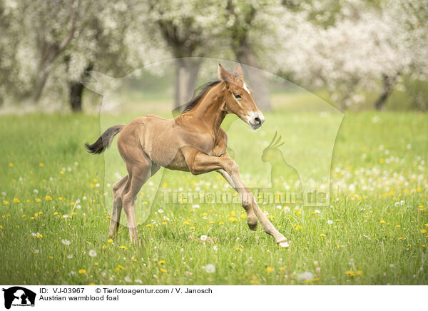 sterreichisches Warmblut Fohlen / Austrian warmblood foal / VJ-03967