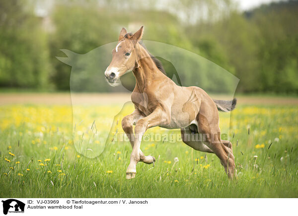 Austrian warmblood foal / VJ-03969