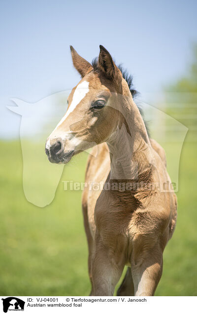 Austrian warmblood foal / VJ-04001