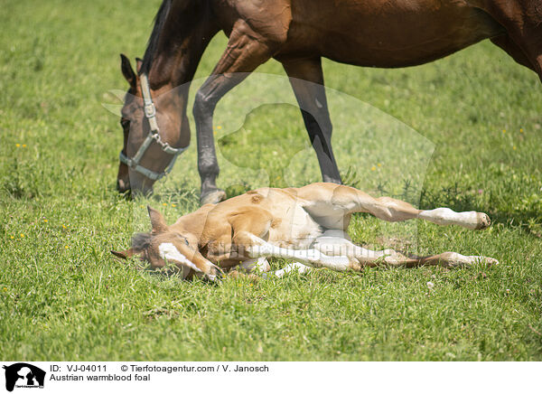 sterreichisches Warmblut Fohlen / Austrian warmblood foal / VJ-04011