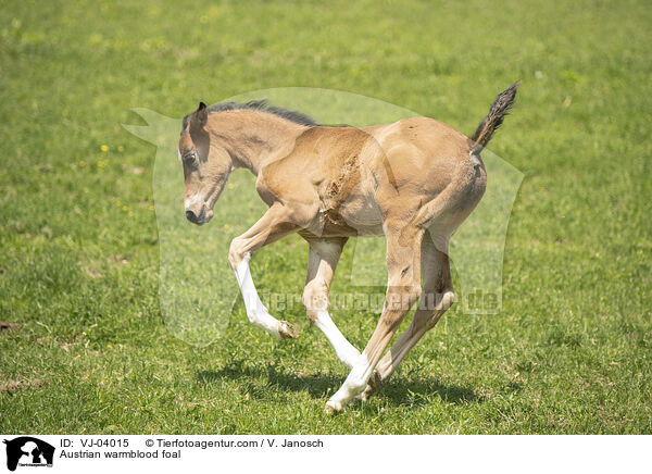 sterreichisches Warmblut Fohlen / Austrian warmblood foal / VJ-04015