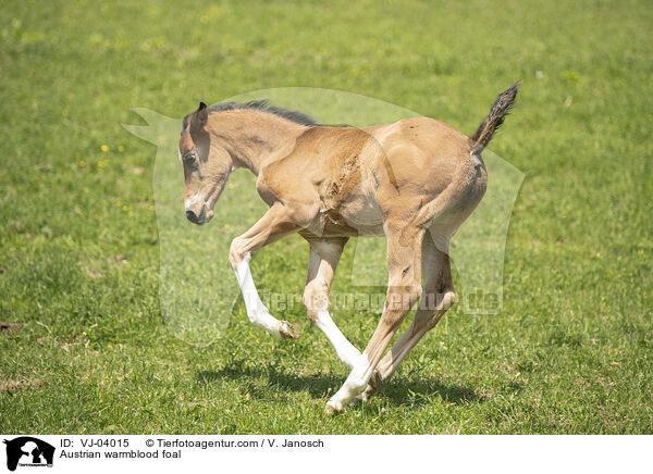 Austrian warmblood foal / VJ-04015