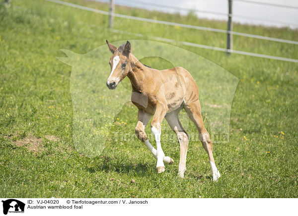 sterreichisches Warmblut Fohlen / Austrian warmblood foal / VJ-04020
