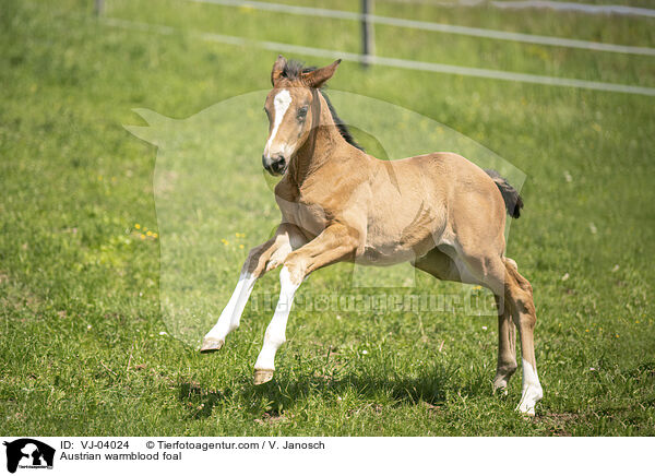 sterreichisches Warmblut Fohlen / Austrian warmblood foal / VJ-04024