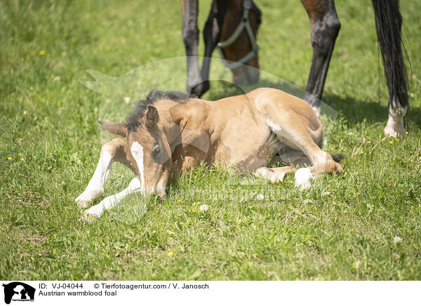 sterreichisches Warmblut Fohlen / Austrian warmblood foal / VJ-04044