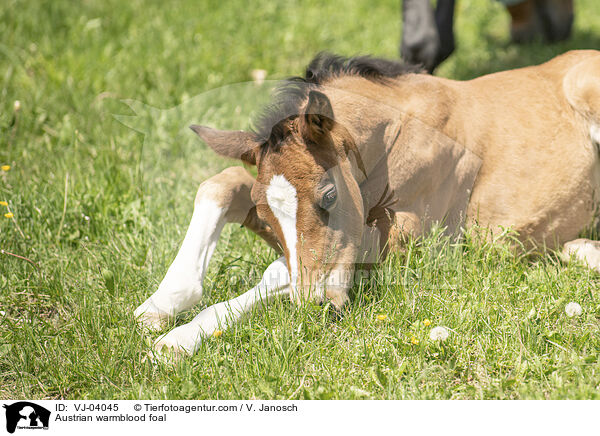 Austrian warmblood foal / VJ-04045