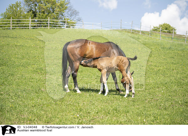Austrian warmblood foal / VJ-04048
