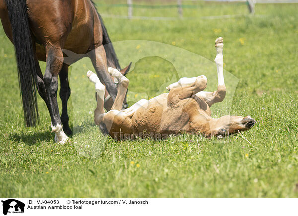 sterreichisches Warmblut Fohlen / Austrian warmblood foal / VJ-04053