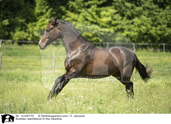 sterreichisches Warmblut auf der Koppel / Austrian warmblood in the meadow / VJ-04170