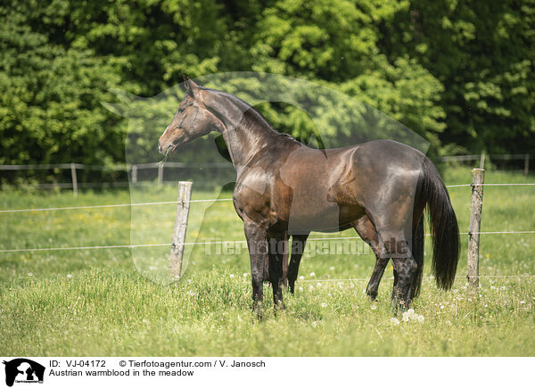 sterreichisches Warmblut auf der Koppel / Austrian warmblood in the meadow / VJ-04172