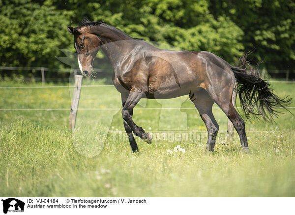 Austrian warmblood in the meadow / VJ-04184