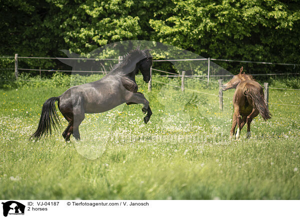 2 Pferde / 2 horses / VJ-04187