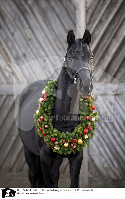 Austrian warmblood / VJ-04698