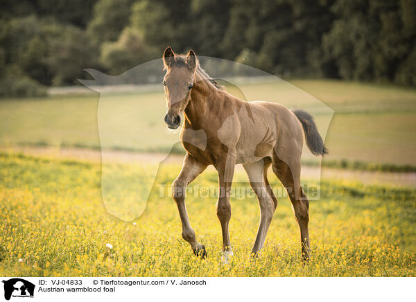 Austrian warmblood foal / VJ-04833