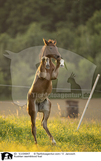 sterreichisches Warmblut Fohlen / Austrian warmblood foal / VJ-04847