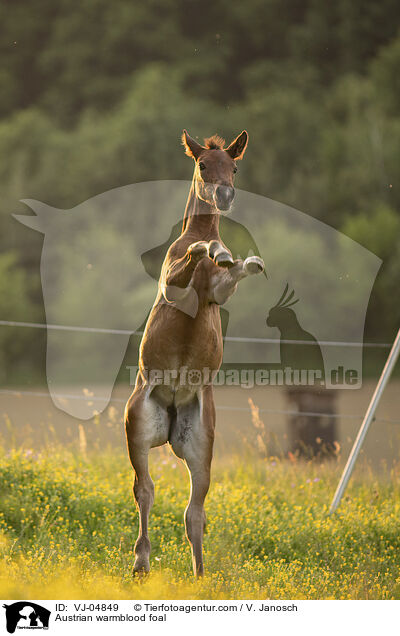 sterreichisches Warmblut Fohlen / Austrian warmblood foal / VJ-04849